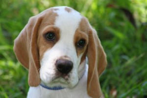 beagle-puppy-3-400.jpg